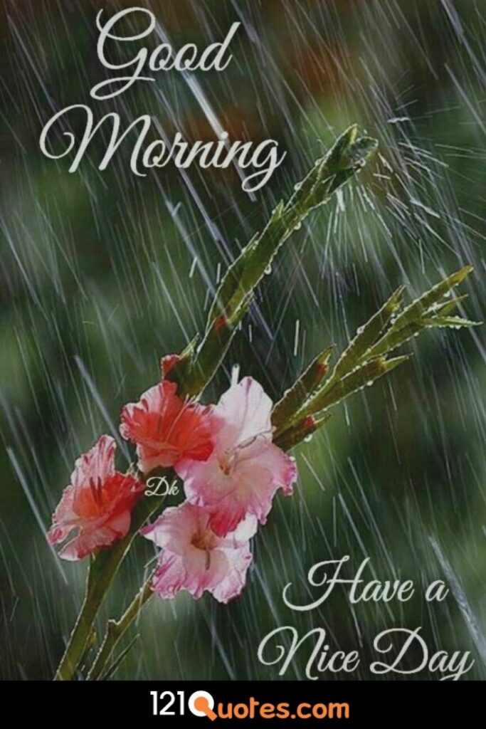 Good Morning Have a nice day image with red rose and rain