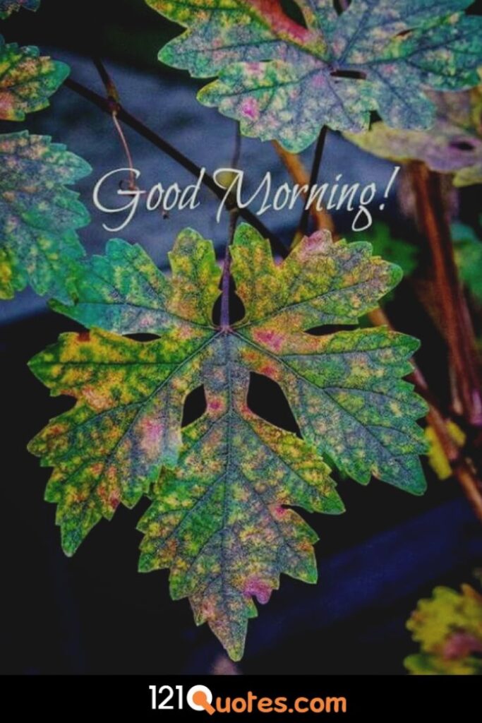 Good Morning Images Wallpaper Photo Pics Download With Flower In HD for Whatsapp & Facebook