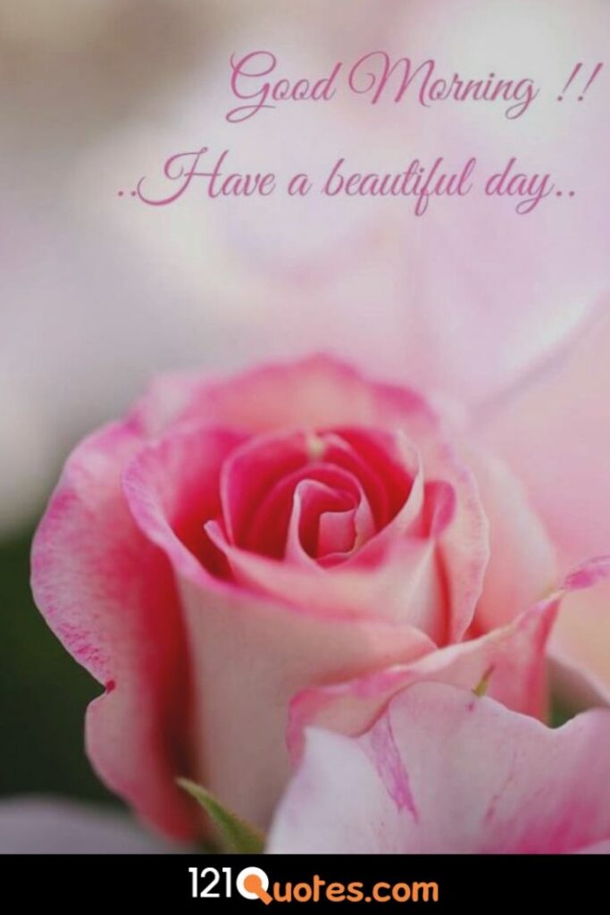 Good morning hd picture with pink roses