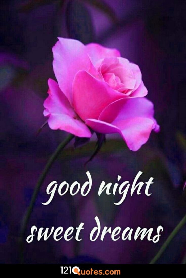 good night sweet dreams image with pink rose