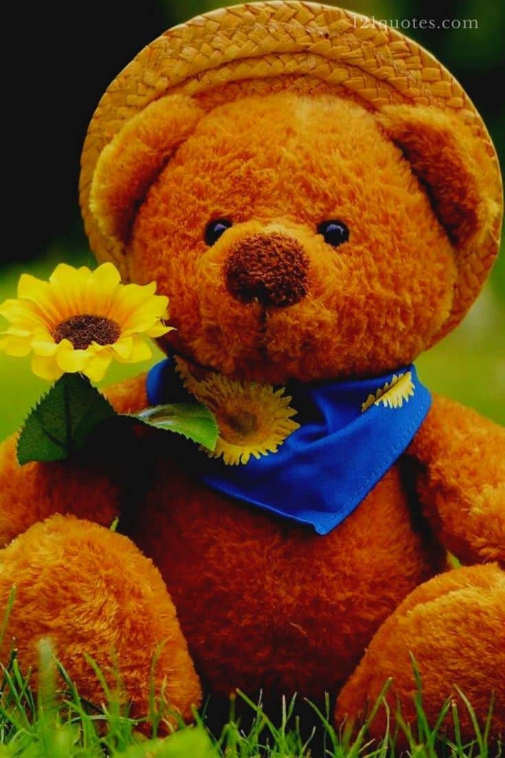 cute teddy bear images for whatsapp dp