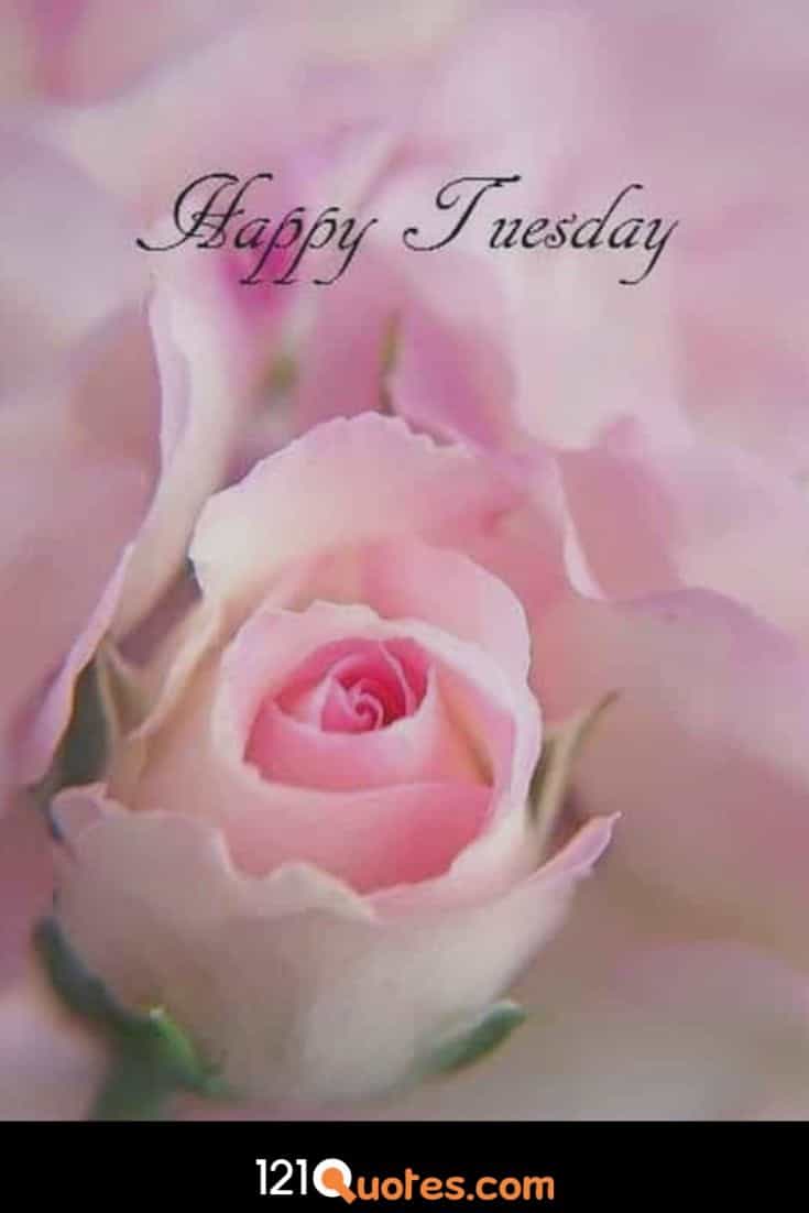 Happy Tuesday Wallpaper with Pink Rose