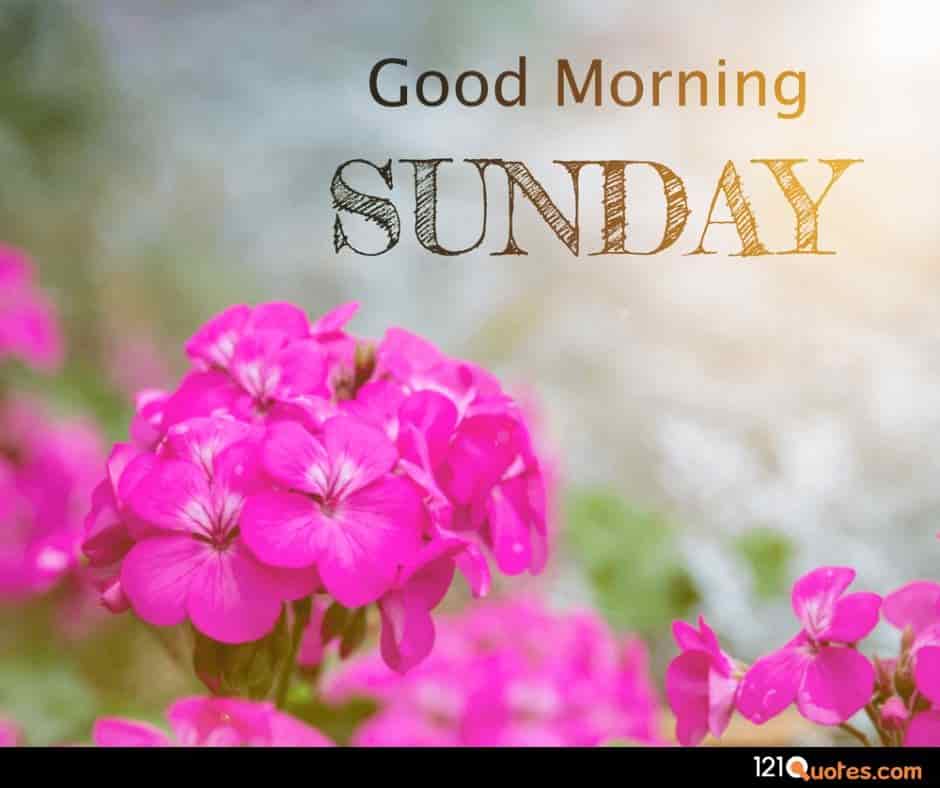 good morning sunday images with pink flowers wallpaper