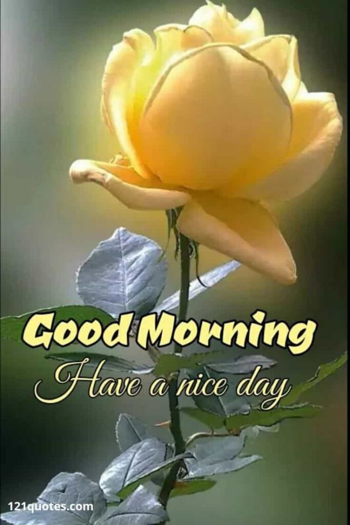 Good Morning Have a Nice Day with Yellow Rose
