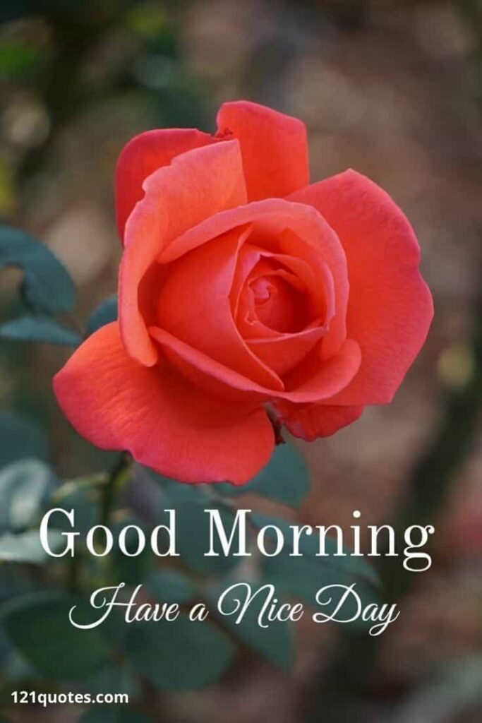 Good Morning Have a Nice day with Red Rose Image