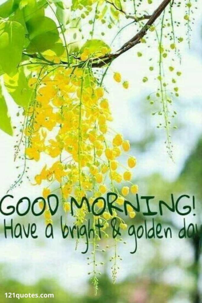 Good Morning Have a bright and golden day