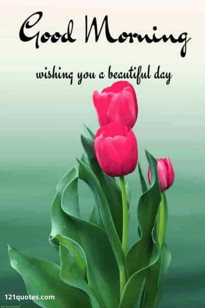 Good Morning Wishing you a beautiful day