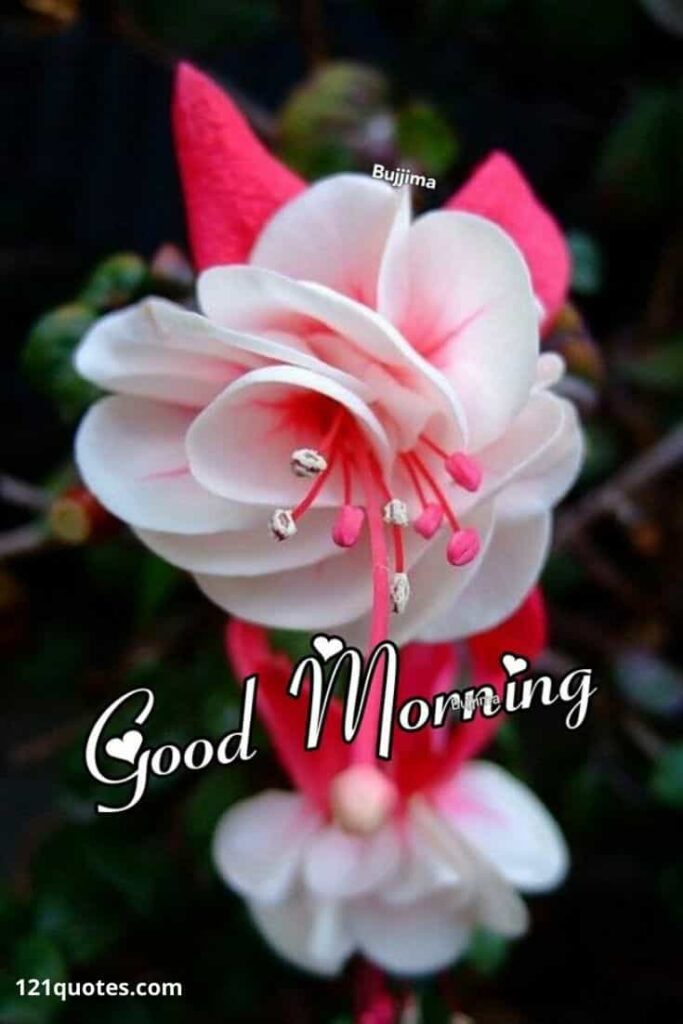 good morning flowers pictures