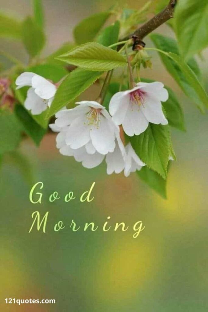 good morning image with flower - status image