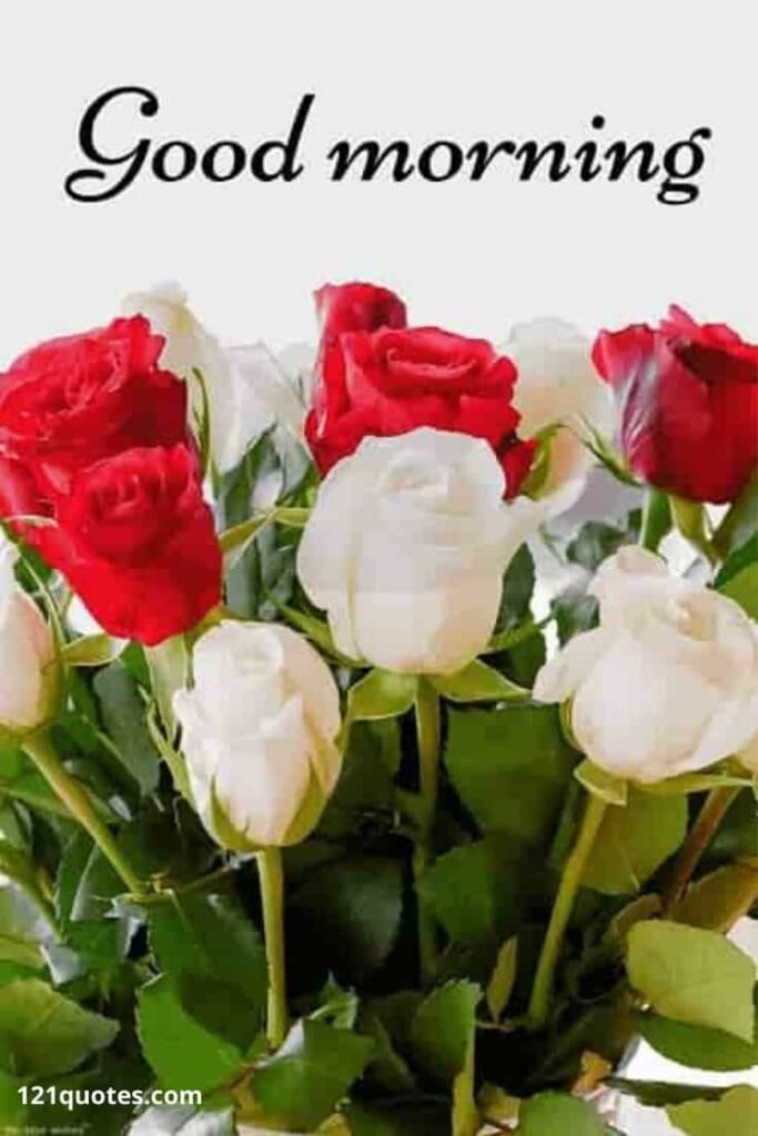 good morning images with beautiful roses