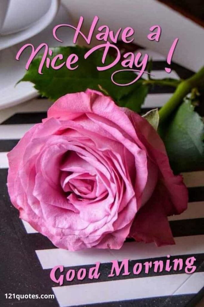 have a nice day images with pink rose