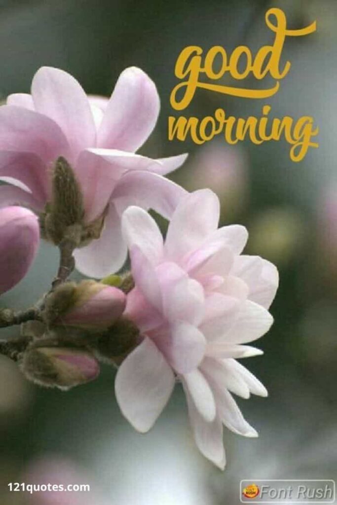 new good morning flowers images