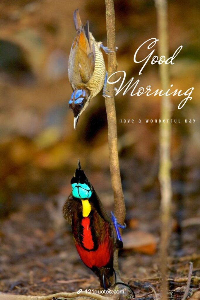 beautiful birds images with good morning wishes