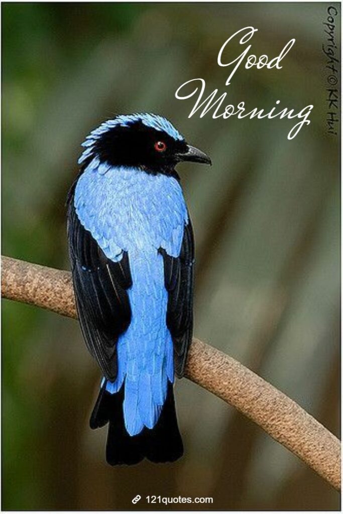good morning birds