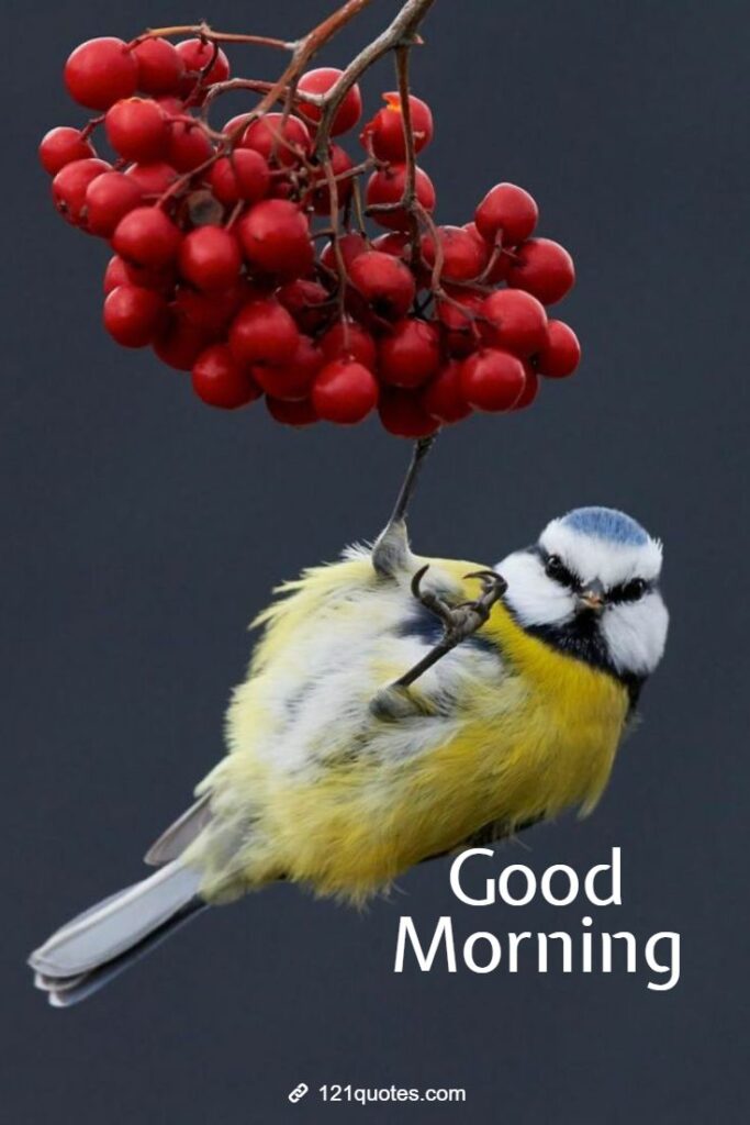 good morning birds pictures