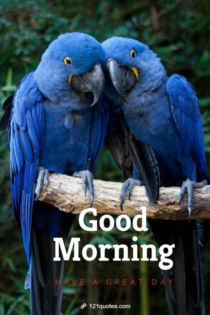 good morning images with love birds