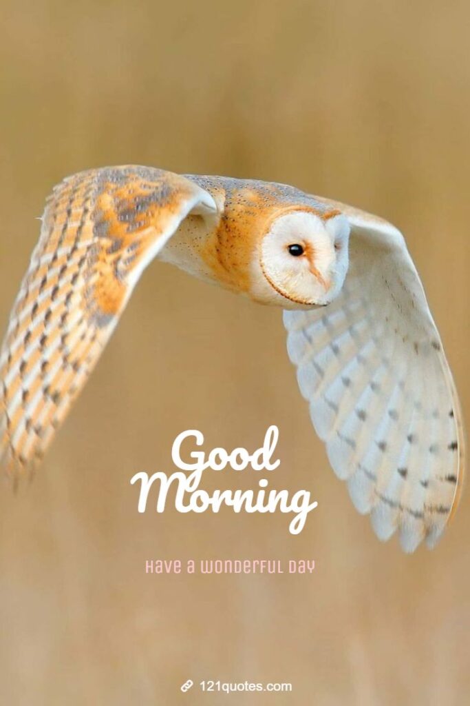 good morning owl images
