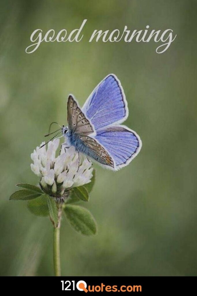 Good Morning images with blue buterfly and white flower in HD for Free Download in HD