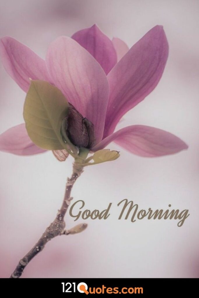 good morning flower images free download