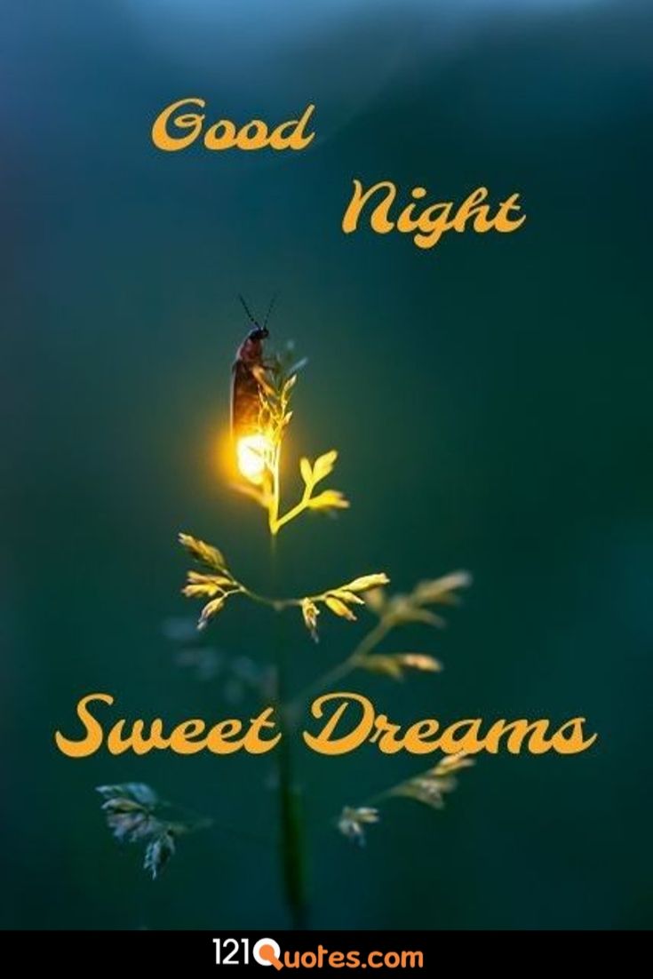 Night sweet good dreams pictures Good Night