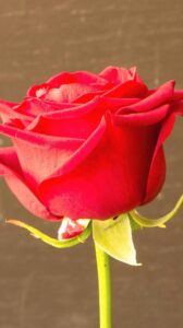 beautiful red rose image download