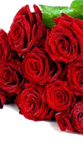 red rose flowers pictures gallery