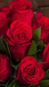red rose flowers wallpapers free download for whatsapp