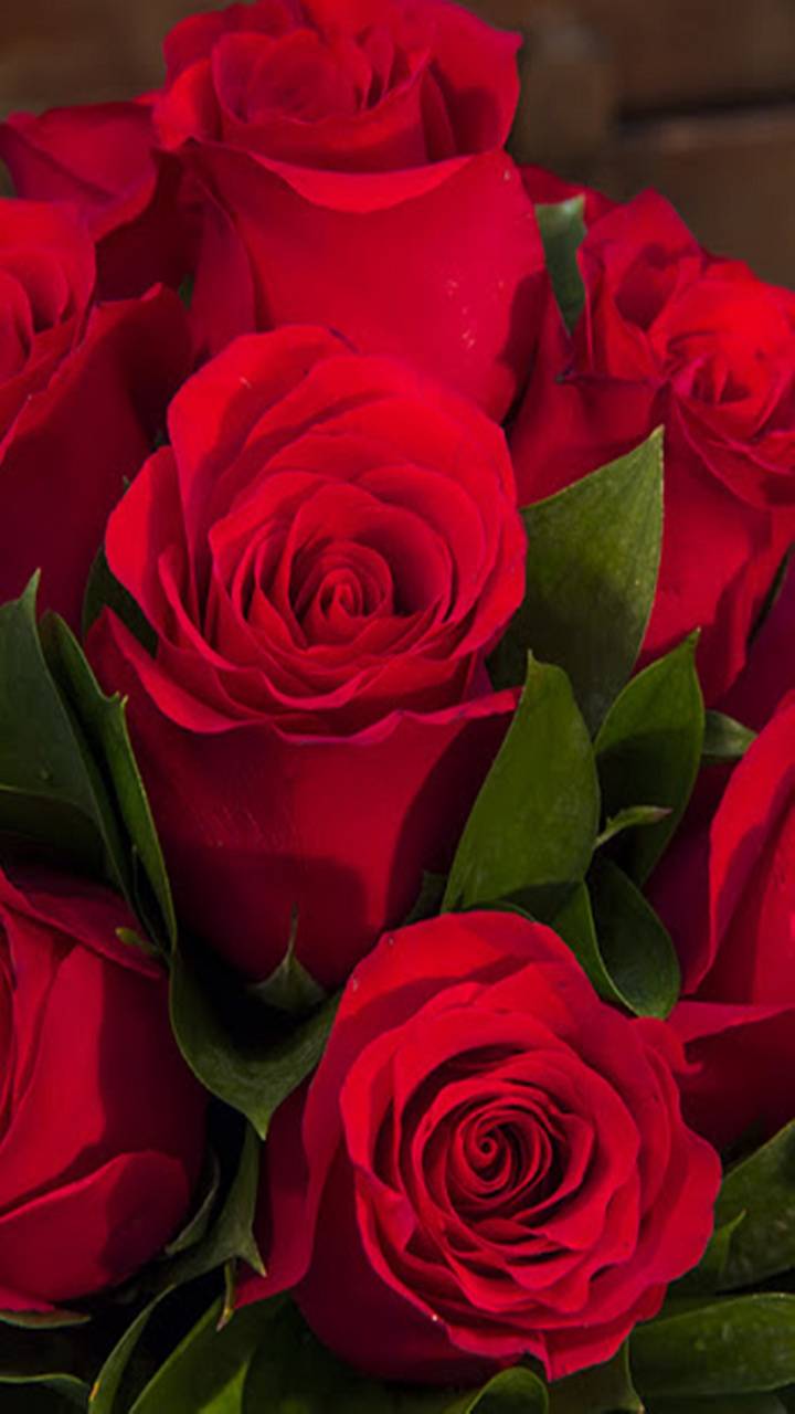 100+ [ HQ ] Red Rose Wallpaper, Images [ Best Collection ] | 121 Quotes