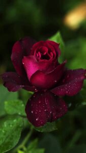 red rose hd wallpaper for mobile