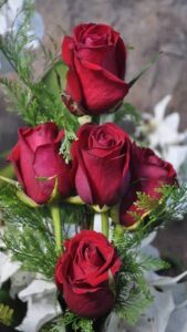 red rose images love hd