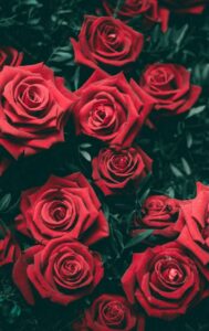 red rose wallpaper free download