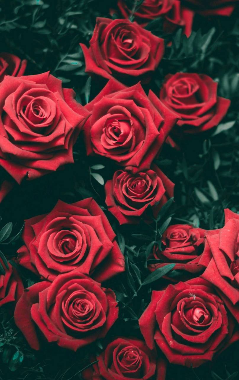 100+ [ HQ ] Red Rose Wallpaper, Images [ Best Collection ] | 121 Quotes