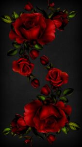 red rose wallpapers free download