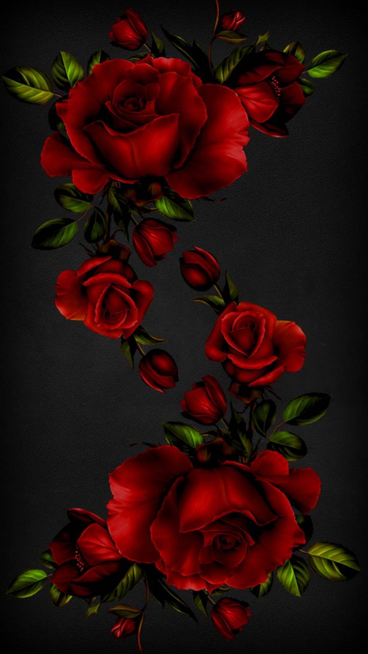 100 Hq Red Rose Wallpaper Images Best Collection 121 Quotes