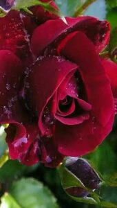 rose flower wallpaper hd free download