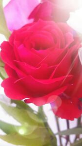 rose pic