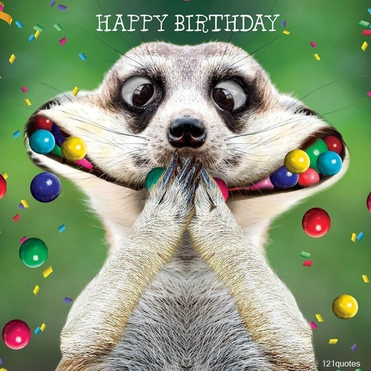 Featured image of post Happy Birthday Meme Cute / Send her these cute birthday wishes to let her know!