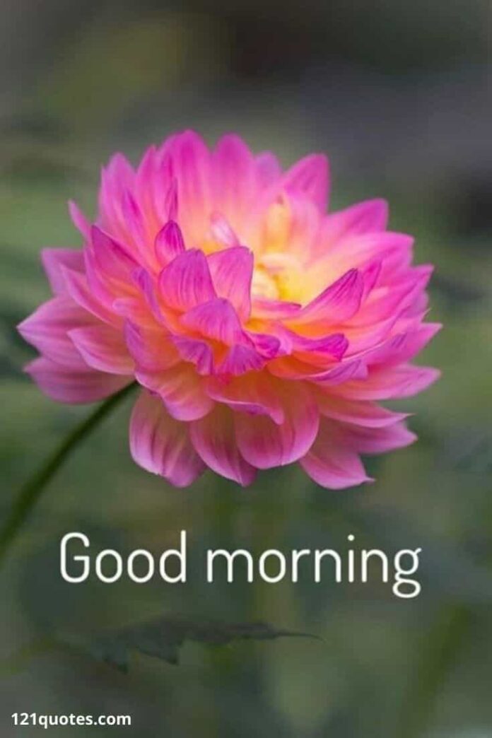 100+ Good Morning Images With Flowers to Brighten Her Day