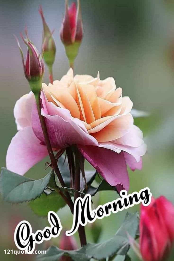 Featured image of post Good Morning Love Flowers Pictures - See more ideas about good morning love, good morning, good morning greetings.