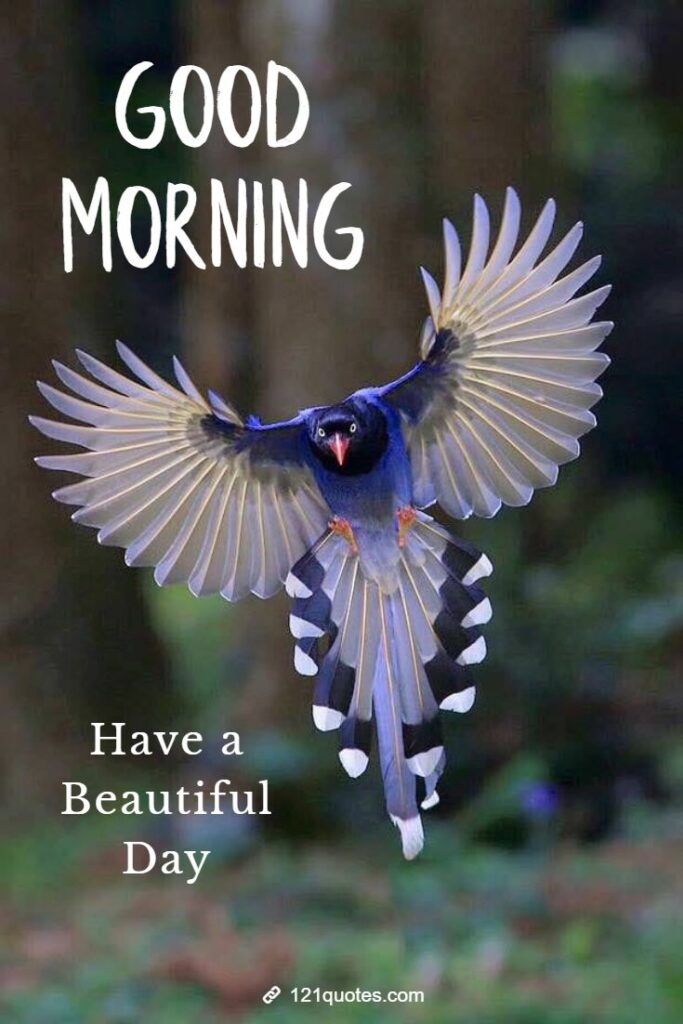 Morning images with bird wallpaper
