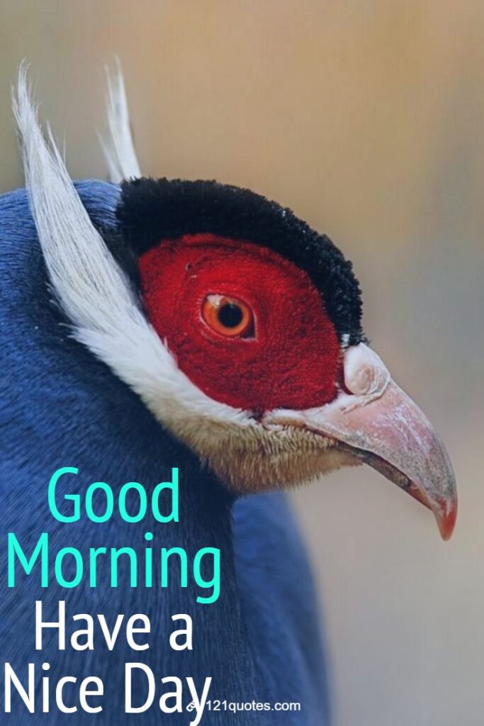 good morning have a nice day images with birtds
