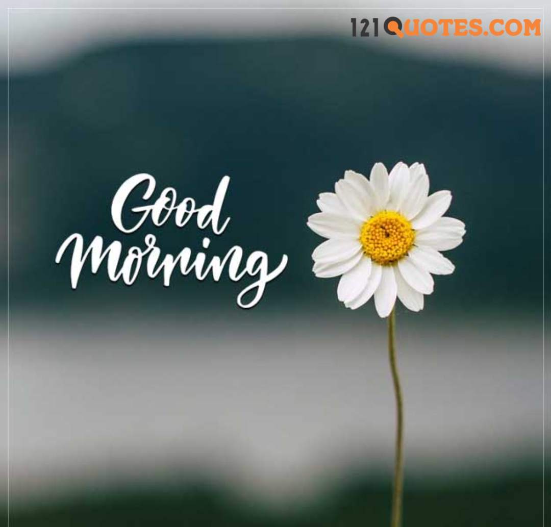 good morning flowers 4k images